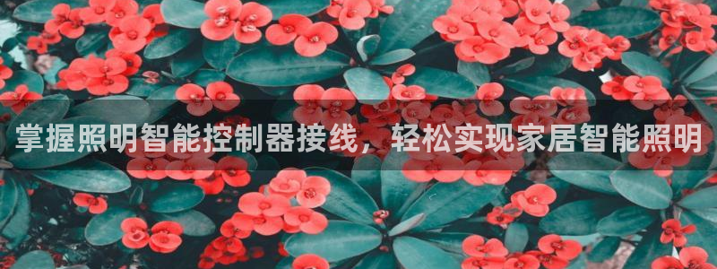 云顶手游国际服什么时候更新