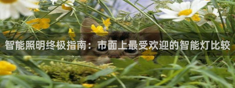 云顶国际是什么软件