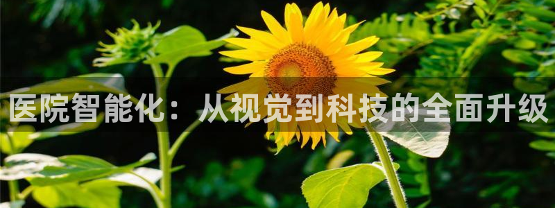 云顶oce